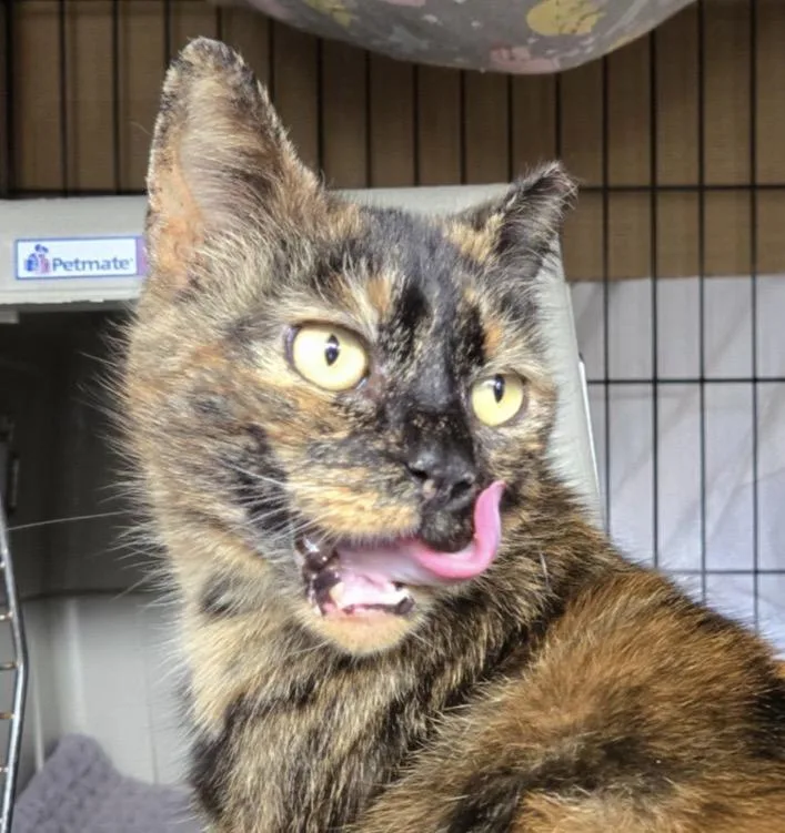An adult medium-sized female Domestic Short Hair cat named Fiona Lynn for adoption in Stewartsville, NJ