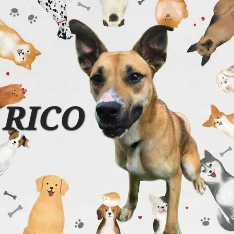 A young medium-sized male Golden Shepherd dog named Rico for adoption in Elyria, OH