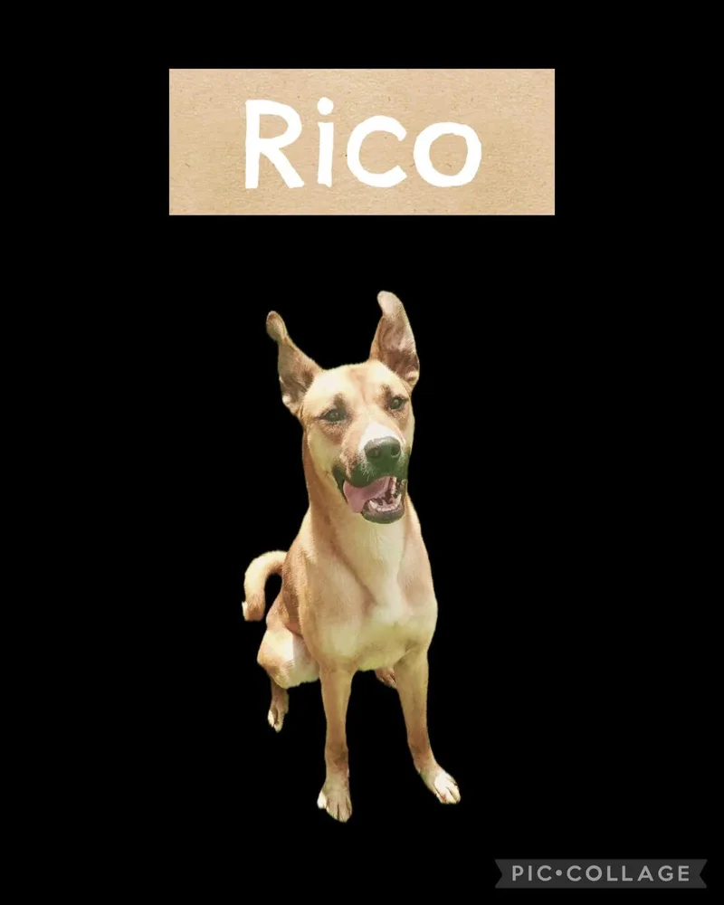 Rico thumbnail 2
