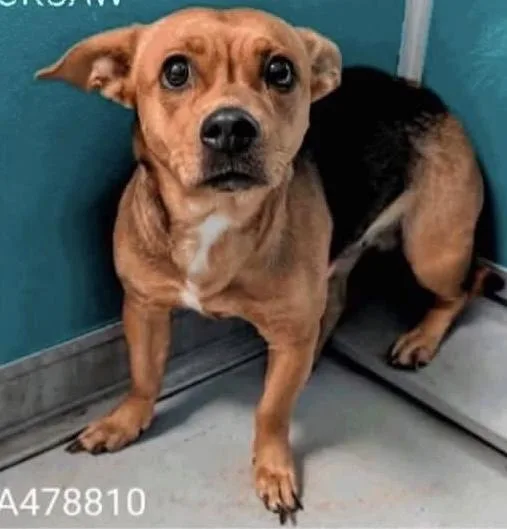 An adult medium-sized female Corgi dog named Frankie for adoption in Shawnee, OK