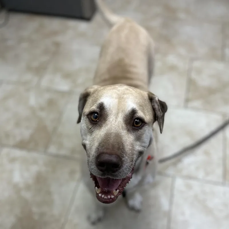 A young medium-sized male Apricot / Beige Labrador Retriever dog named Freedom for adoption in Galveston, TX