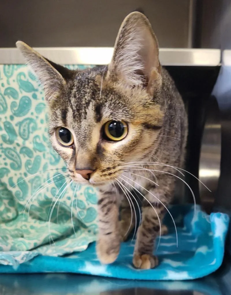 A young small-sized female Domestic Short Hair cat named Cabbage for adoption in Grand Forks, ND