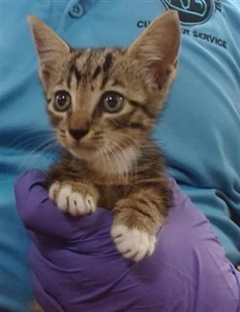 A baby small-sized female Domestic Short Hair cat named Leny for adoption in Miami, FL