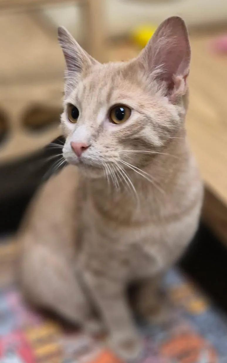 A baby medium-sized male Tabby (Buff / Tan / Fawn) Domestic Short Hair cat named Gingerale for adoption in Milwaukee, WI