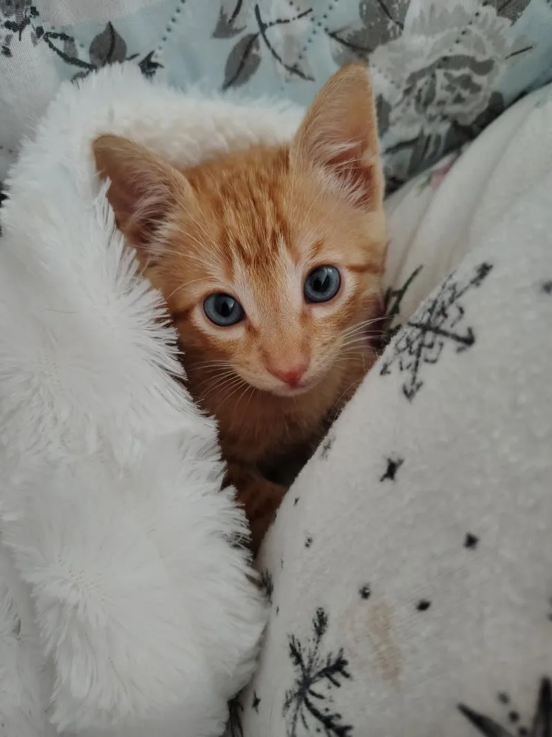 A baby medium-sized male Orange & White Domestic Short Hair cat named Tyson for adoption in Terrell, TX