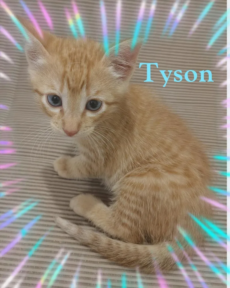 Tyson thumbnail 2