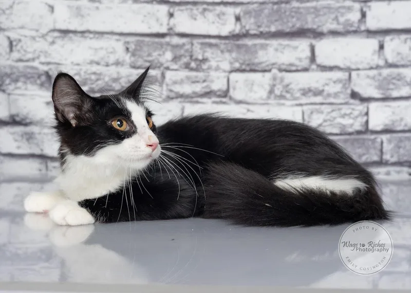 A baby medium-sized male Black & White / Tuxedo Domestic Short Hair cat named Jack for adoption in Tuscaloosa, AL