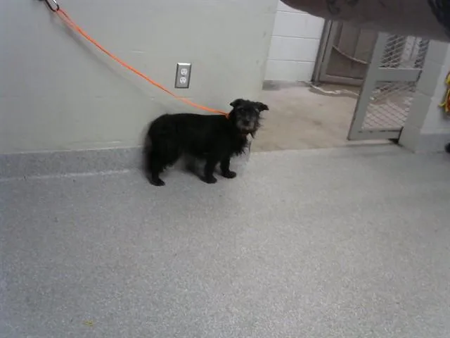 An adult small-sized female Cairn Terrier dog named A for adoption in Pasadena, TX