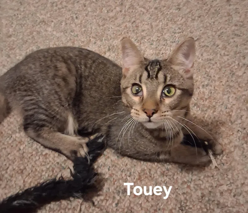 Weeble & Touey