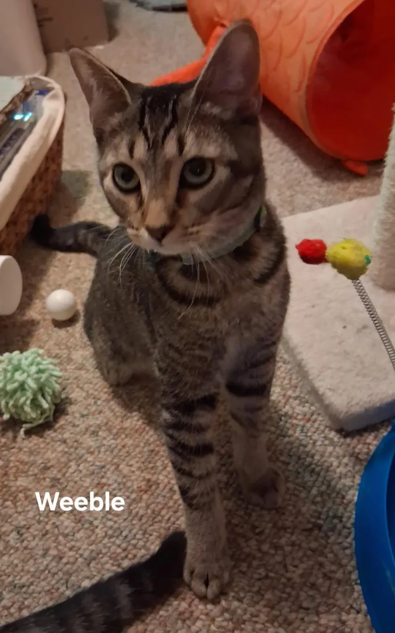 Weeble & Touey thumbnail 2