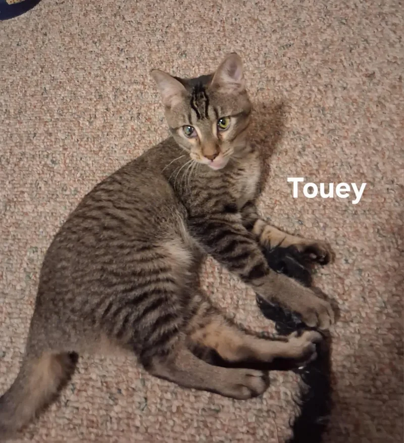 Weeble & Touey thumbnail 3