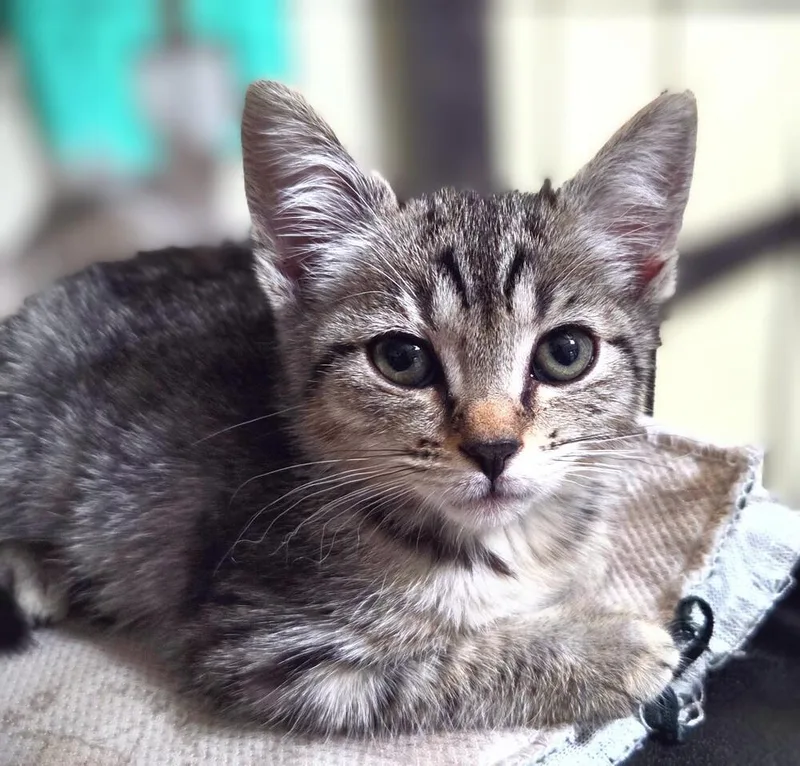A baby small-sized female Tabby cat named Crumb for adoption in Calimesa, CA