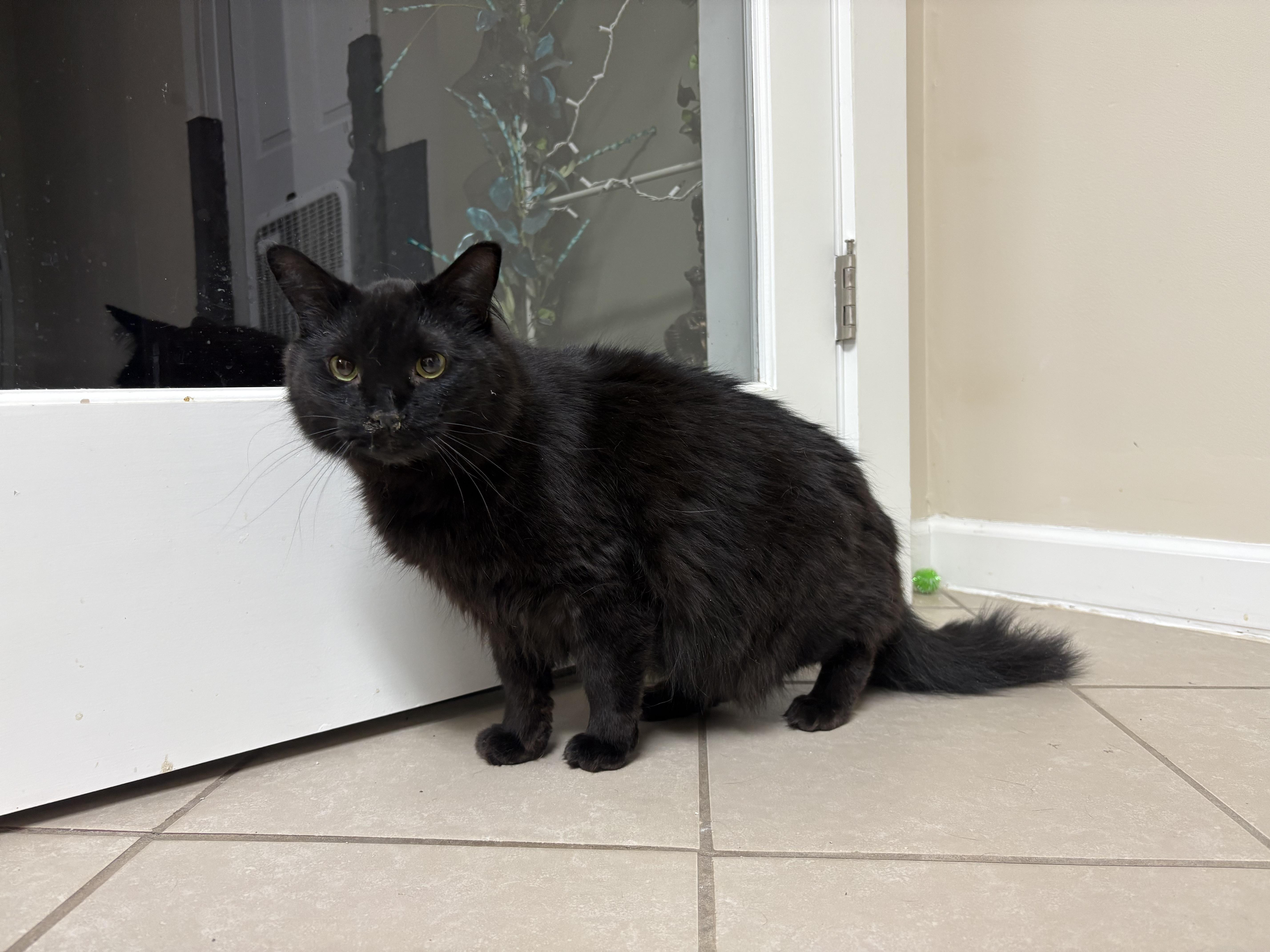 An adult large-sized male Domestic Long Hair cat named Draco for adoption in New Baltimore, MI