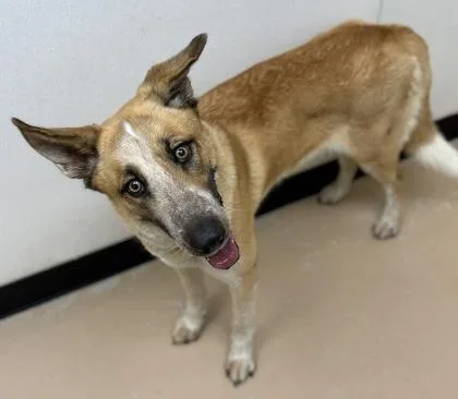 An adult medium-sized female Siberian Husky dog named Penny for adoption in Phoenix, AZ