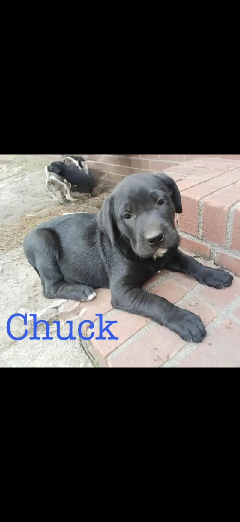 A baby medium-sized male Catahoula Leopard Dog dog named Chuck for adoption in seaside heights, NJ
