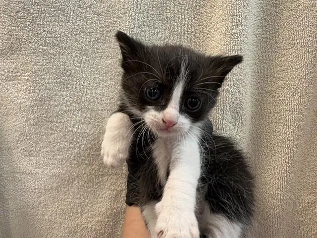 A baby small-sized male Domestic Short Hair cat named Sam for adoption in Thousand Palms, CA