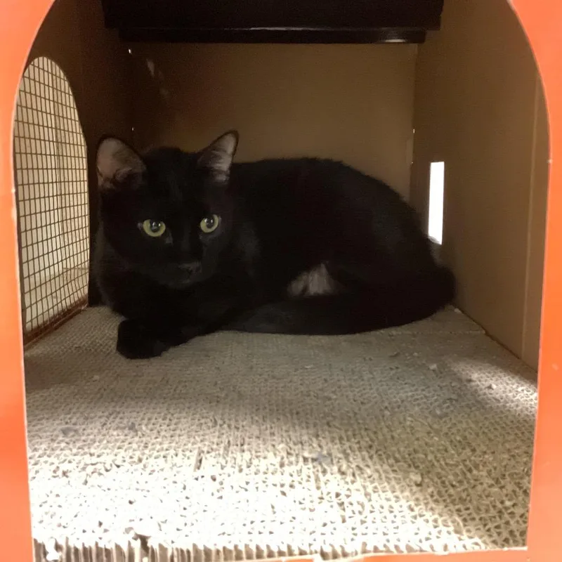 A senior large-sized male Black Domestic Short Hair cat named Panfur for adoption in Monroe, LA