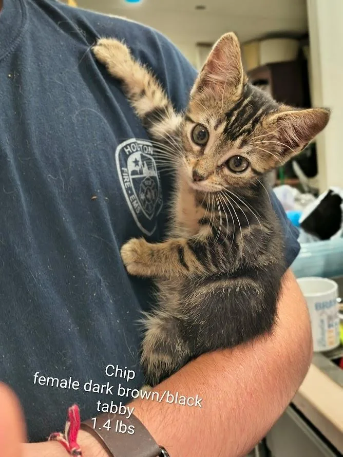 A baby medium-sized female Domestic Short Hair cat named Chip for adoption in Center, TX