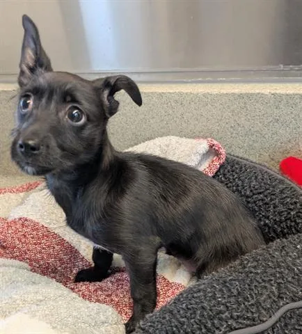 An adult small-sized female Chihuahua dog named A for adoption in San Martin, CA