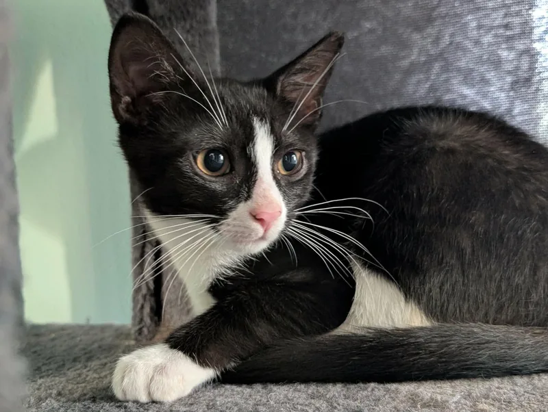 A baby medium-sized male Domestic Short Hair cat named Cosmos for adoption in Bensalem, PA