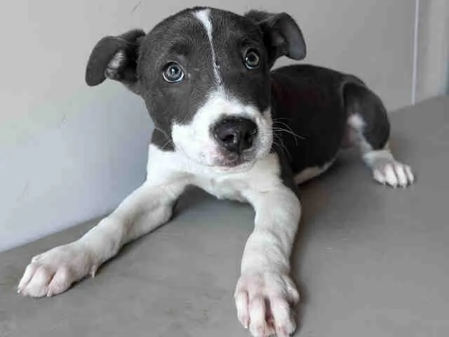 A baby medium-sized female Pit Bull Terrier dog named Penny for adoption in Bonita, CA
