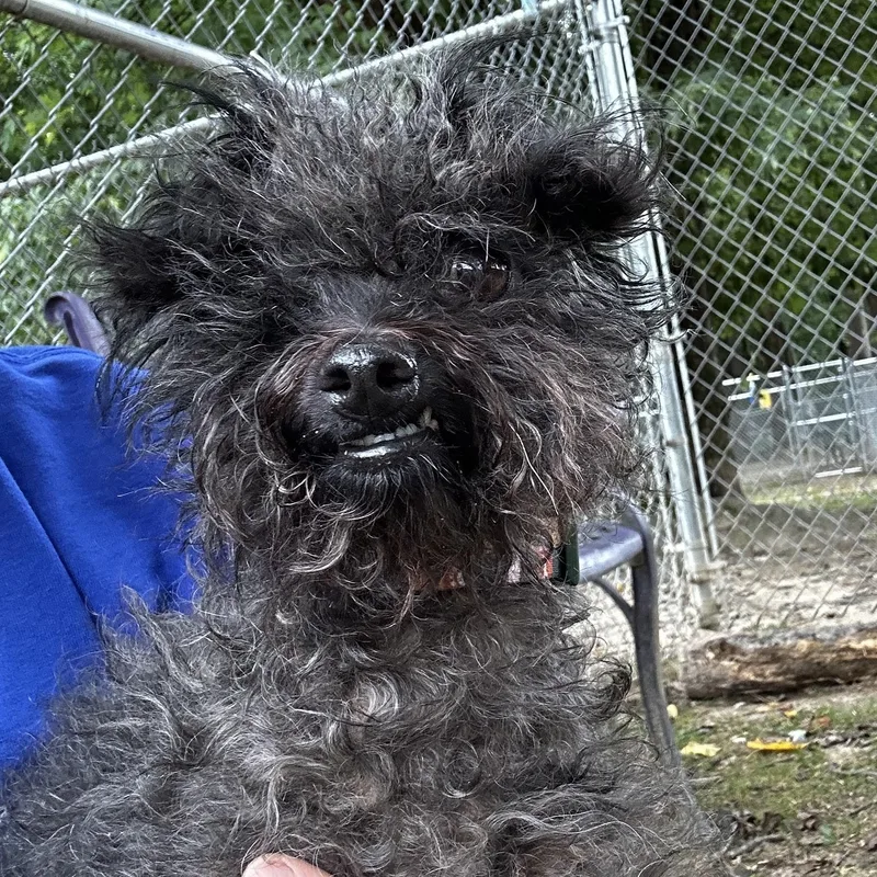 A senior small-sized female Black Mixed Breed dog named Sherman for adoption in Reisterstown, MD