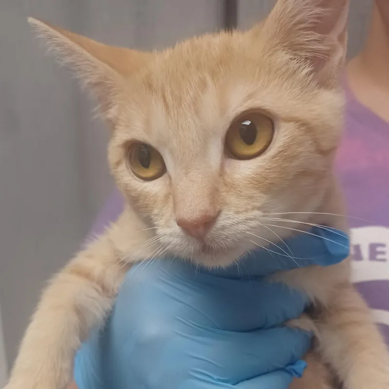 A baby small-sized female Orange / Red Domestic Short Hair cat named Daffodil for adoption in Hattiesburg, MS