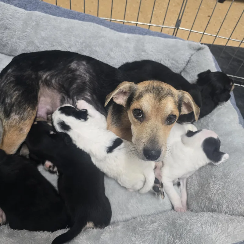 A baby small-sized male Black Beagle dog named Dewey for adoption in Brentwood, CA