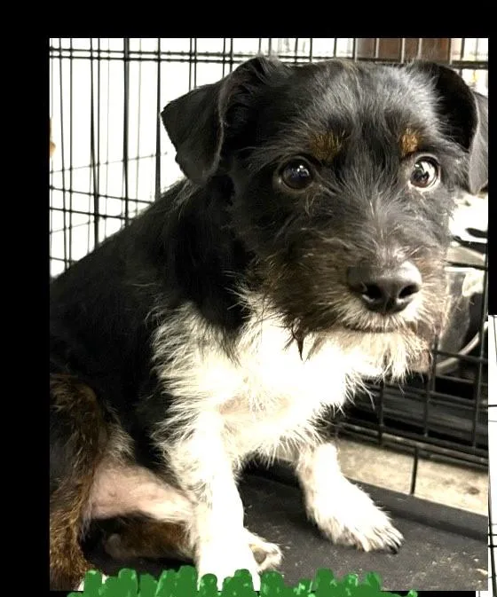 An adult small-sized male Black Shih Tzu dog named Arlo for adoption in fort worth, TX