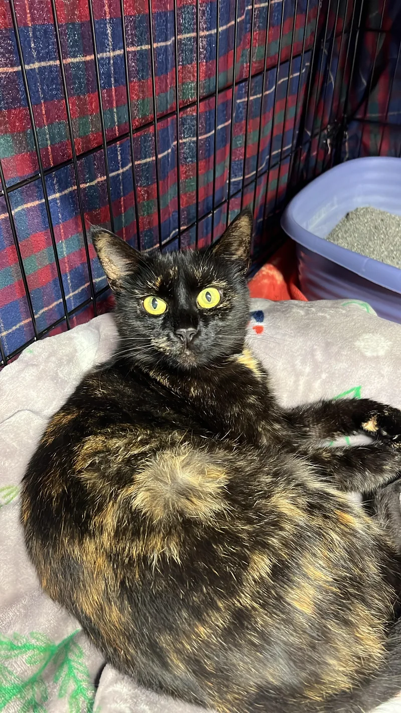 A young medium-sized female Tortoiseshell cat named Carly for adoption in Altoona, PA