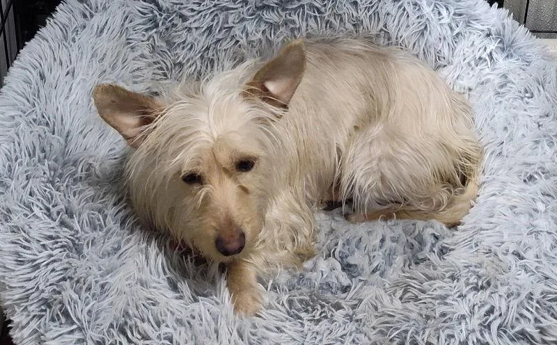 Willow Ava thumbnail 2