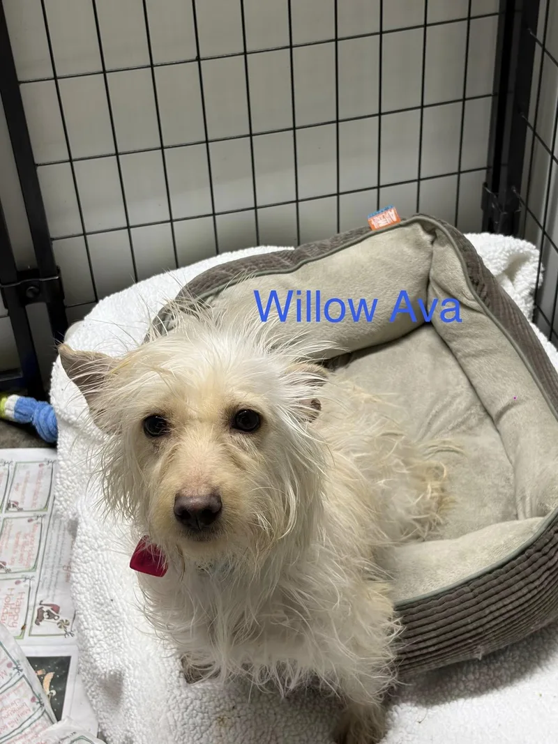 Willow Ava thumbnail 3