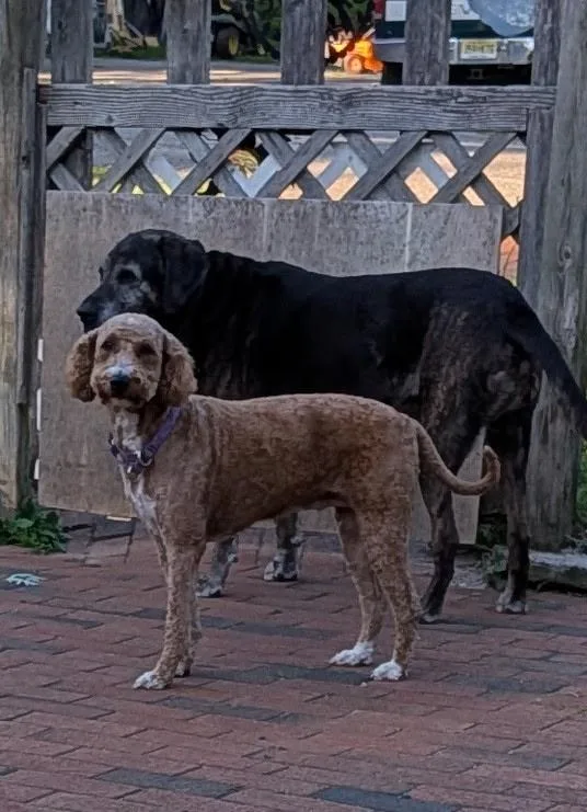 An adult medium-sized female Golden Goldendoodle dog named Ava A Golden Doodle for adoption in Freehold, NJ