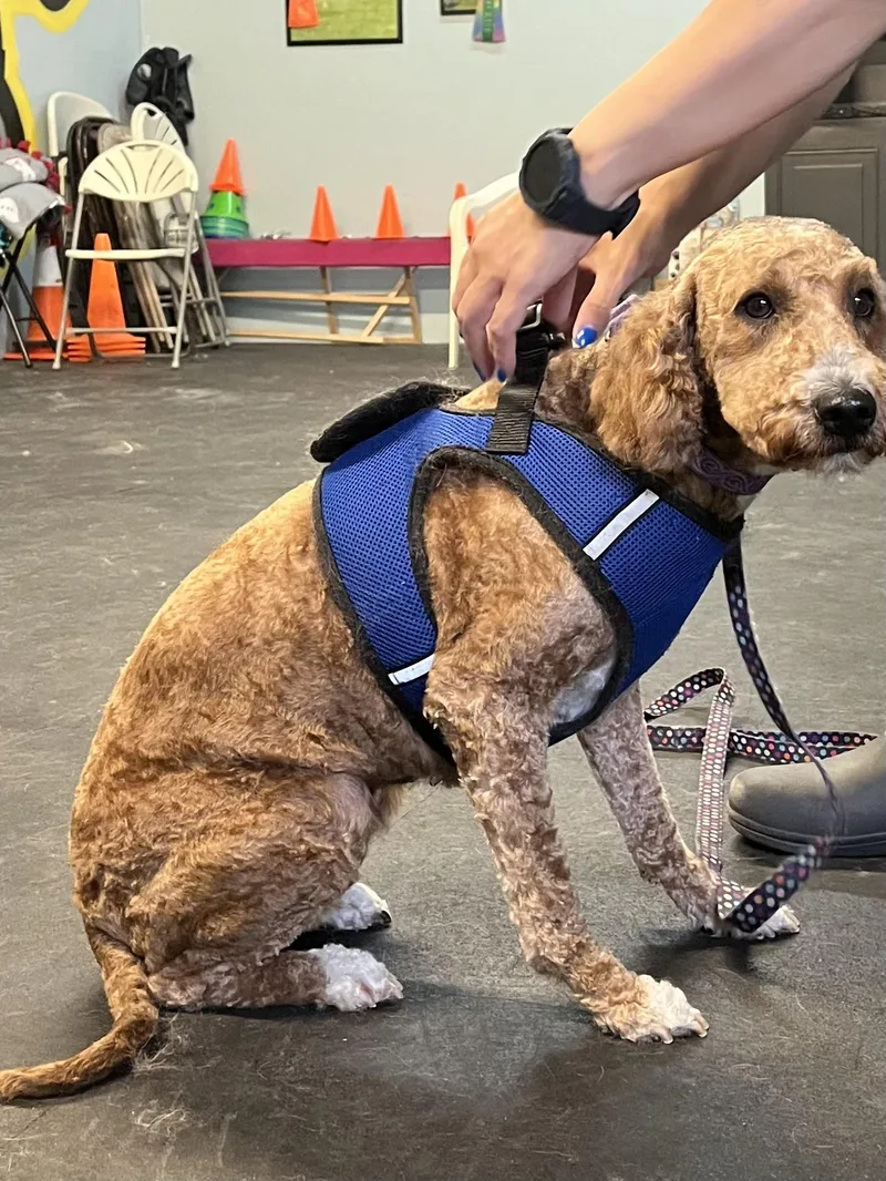 Ava A Golden Doodle thumbnail 2