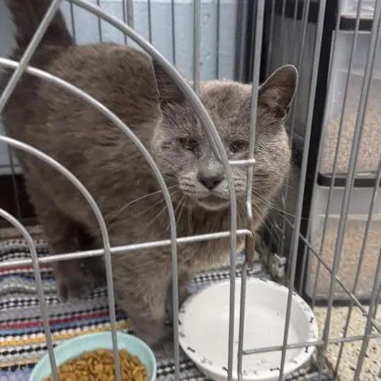A young small-sized male Domestic Medium Hair cat named Church for adoption in Saint Clairsville, OH