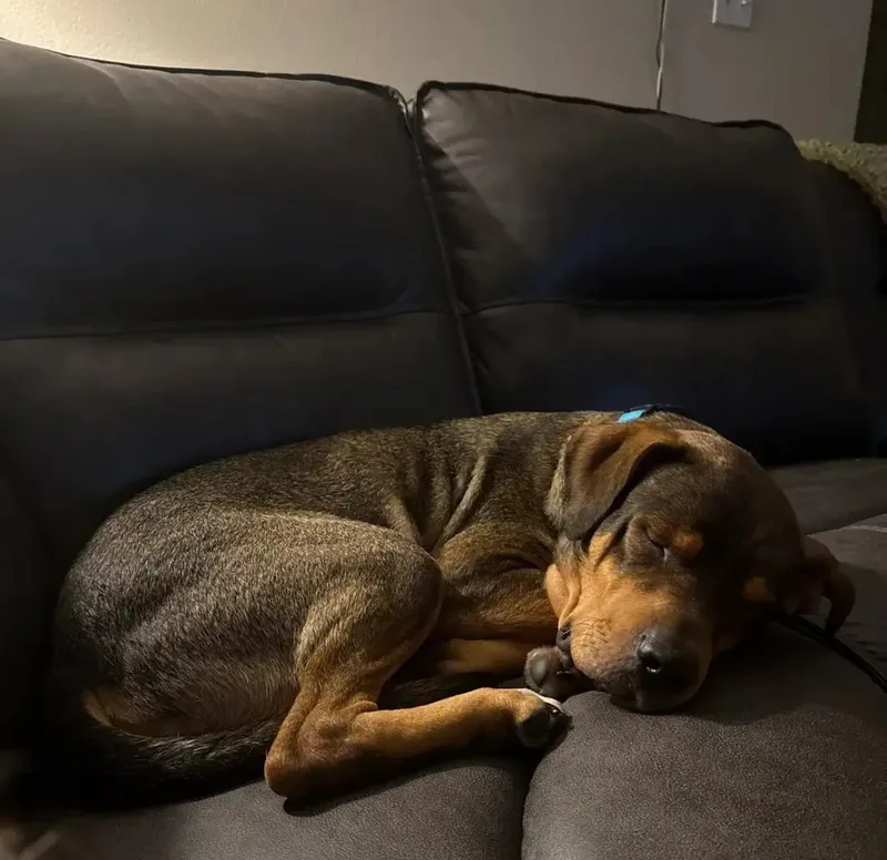A young large-sized male Rottweiler dog named Kiko for adoption in Polk, OH