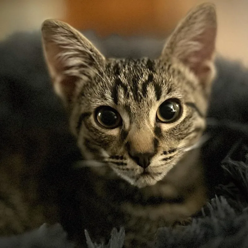 A baby small-sized male Brown / Chocolate Domestic Short Hair cat named Hobson for adoption in Los Angeles, CA