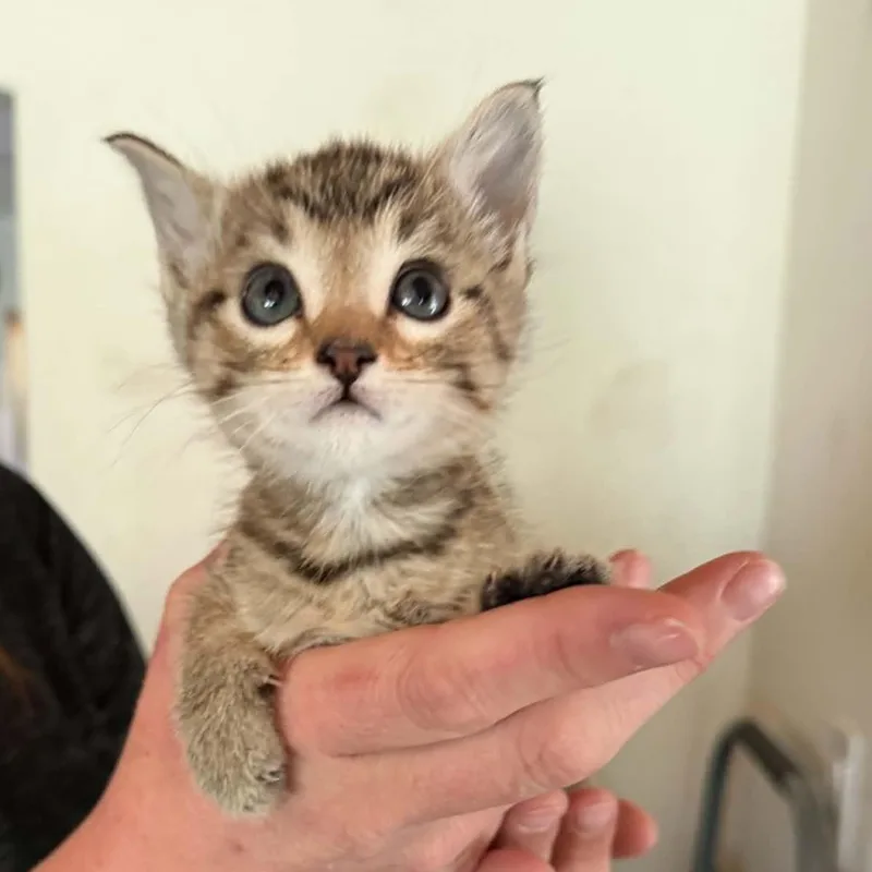 A baby medium-sized female Tabby (Gray / Blue / Silver) Tabby cat named Purple for adoption in Tehachapi, CA