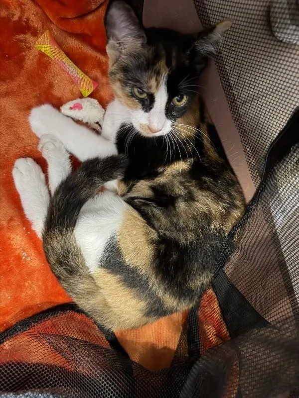 A young medium-sized female American Shorthair cat named Maci for adoption in Belton, MO