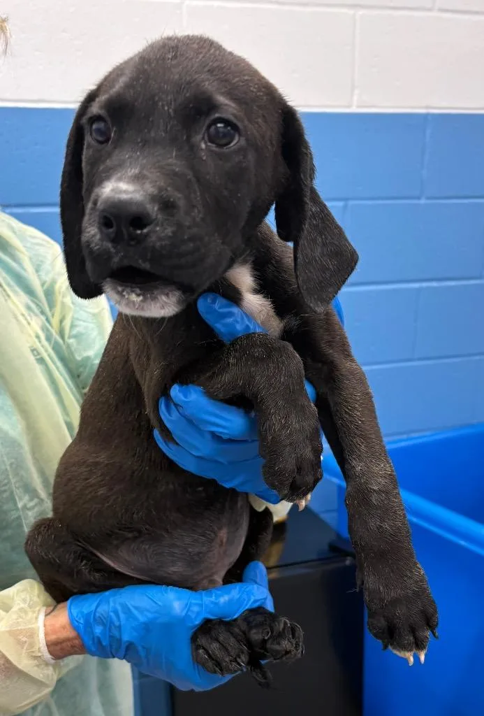 A baby medium-sized male Labrador Retriever dog named Frankie for adoption in Hartsville, SC