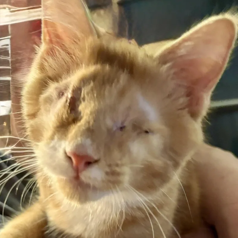A baby medium-sized male Tabby (Orange / Red) Tabby cat named Winky Little Blind for adoption in Hoquiam, WA