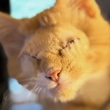 Winky  Little Blind thumbnail 3