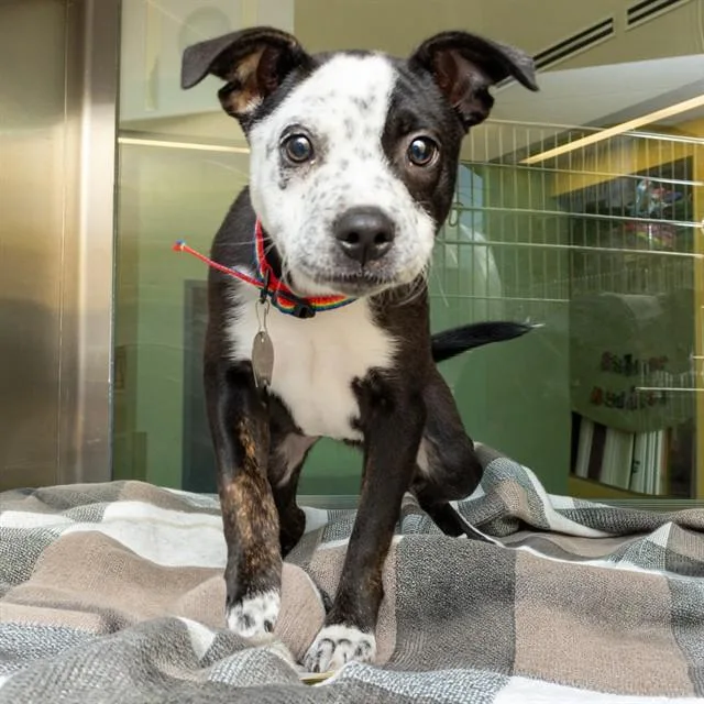 A baby small-sized female Australian Cattle Dog / Blue Heeler dog named Honey for adoption in St. Louis, MO