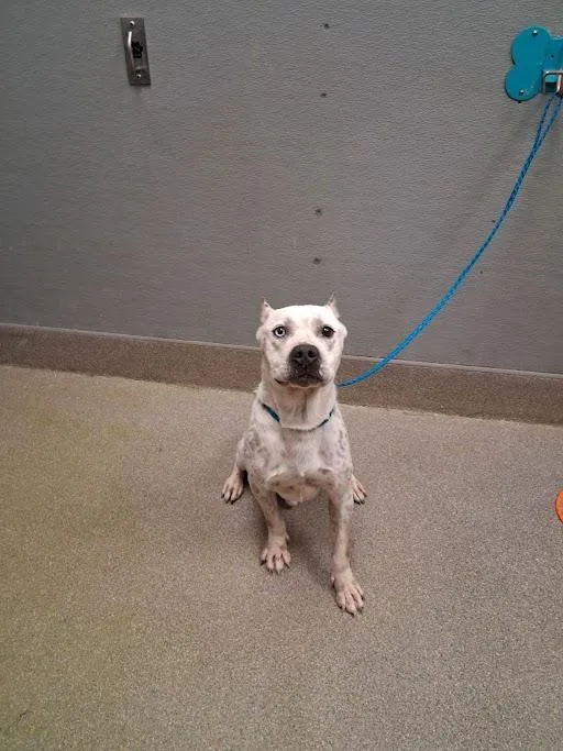 An adult large-sized male Pit Bull Terrier dog named Basil for adoption in Las Vegas, NV