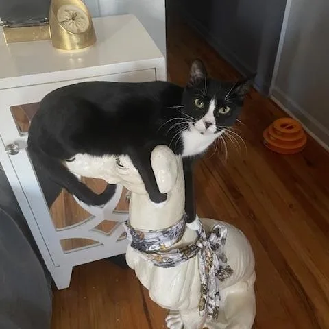 Lt. Van Buren thumbnail 5