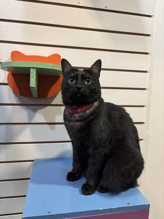 An adult medium-sized female Black Domestic Short Hair cat named Zelda for adoption in The Colony, TX