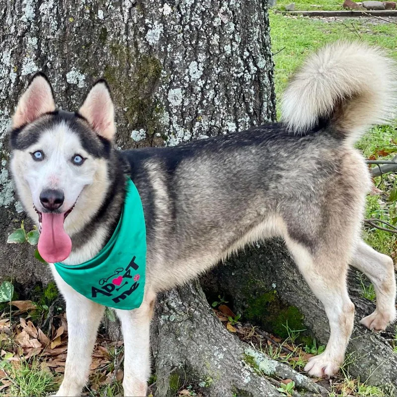 Spike Jum thumbnail 5