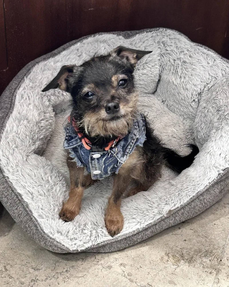 An adult small-sized female Chihuahua dog named Rosie for adoption in Corona, CA