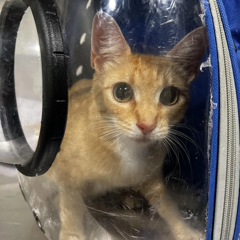 A young medium-sized female Orange / Red Domestic Short Hair cat named Melanie for adoption in Tampa, FL