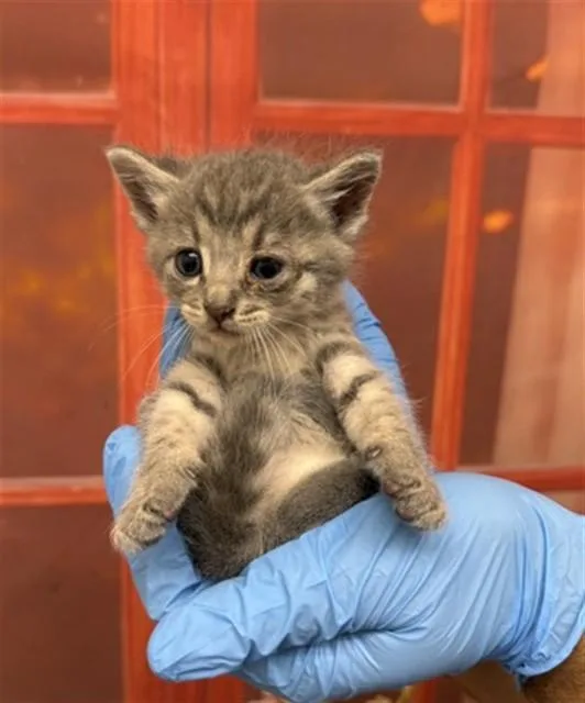 A baby small-sized male Domestic Short Hair cat named Charlie for adoption in San Bernardino, CA